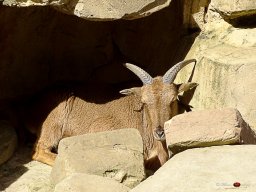 Tiergarten Schönbrunn am 23.03.2023